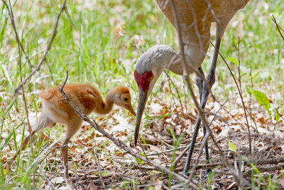 Sandhill Crane and Chick