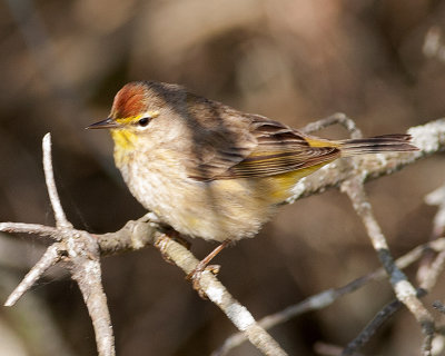 Palm Warbler