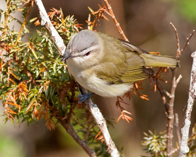 Red-Eyed Vireo