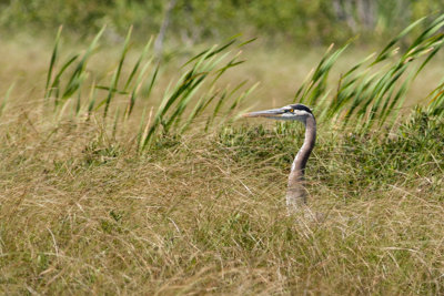 Heron in the Grass