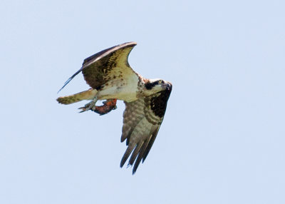 Osprey with Catch
