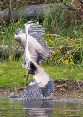 GBH Breakdance
