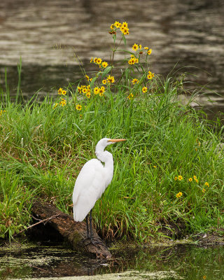 Egret and Flowers