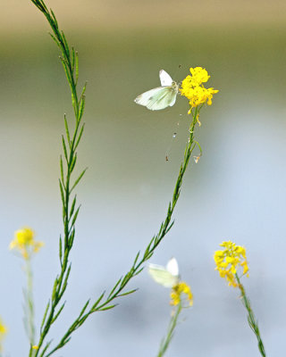 Cabbage White Butterflies