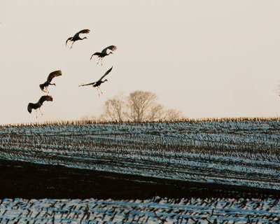 Cranes and Corn Field