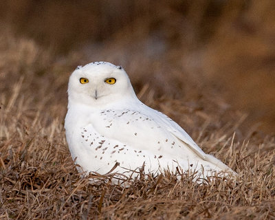 Snowy Owl 2