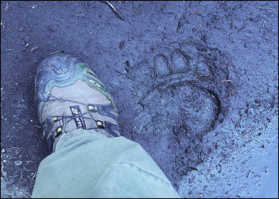 bear_footprint_01_0776.jpg