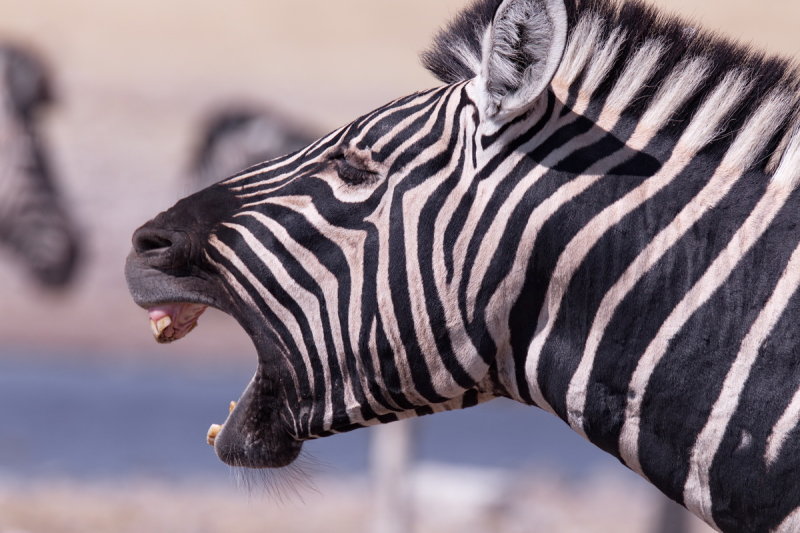 Zebra - Aggression