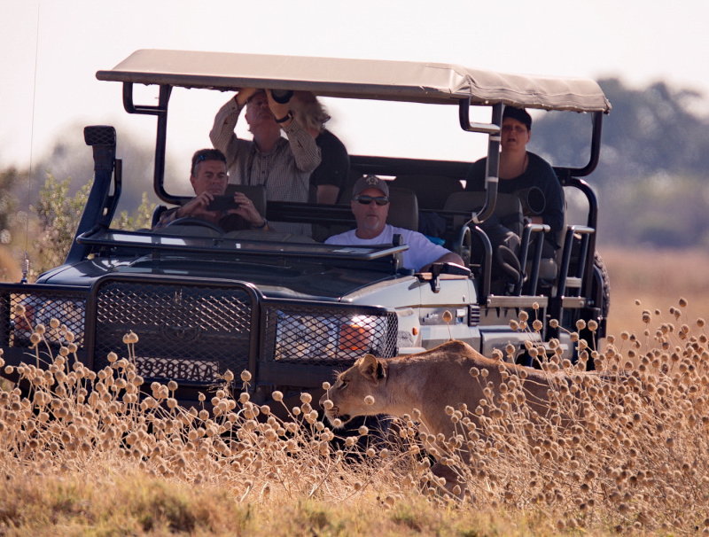 Lion on the hunt