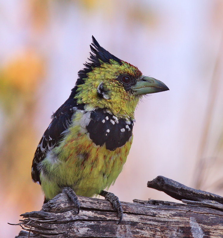 Crested Barbet