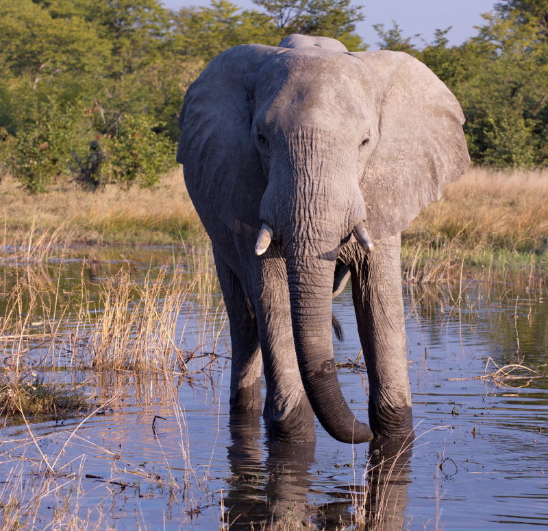 Elephant Drinking