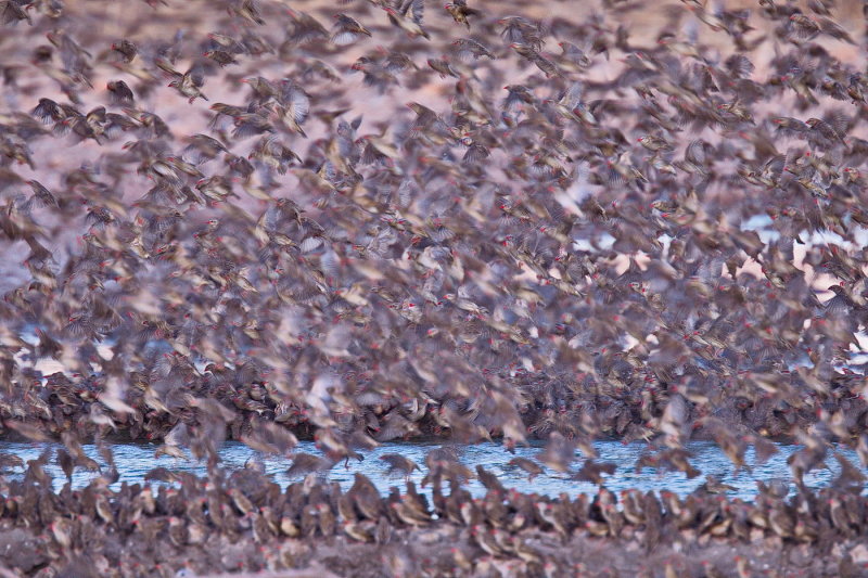 Red Billed Quelea - Drinking at Dusk.