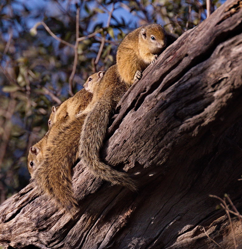 Squirrels sunning themselves in the early morning sun.