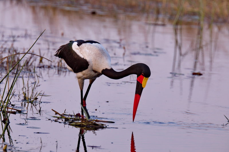 Saddle Billed Stork