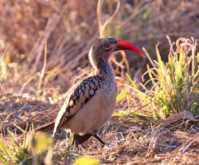 Southern Red Billed Hornbill - Flying Chile!