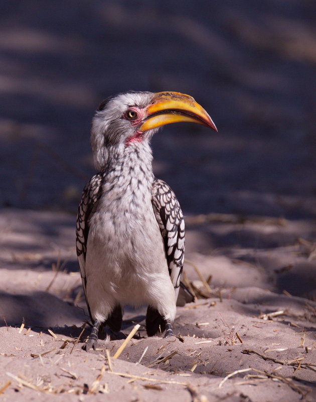 Southern Yellow Billed Hornbill - Flying Banana