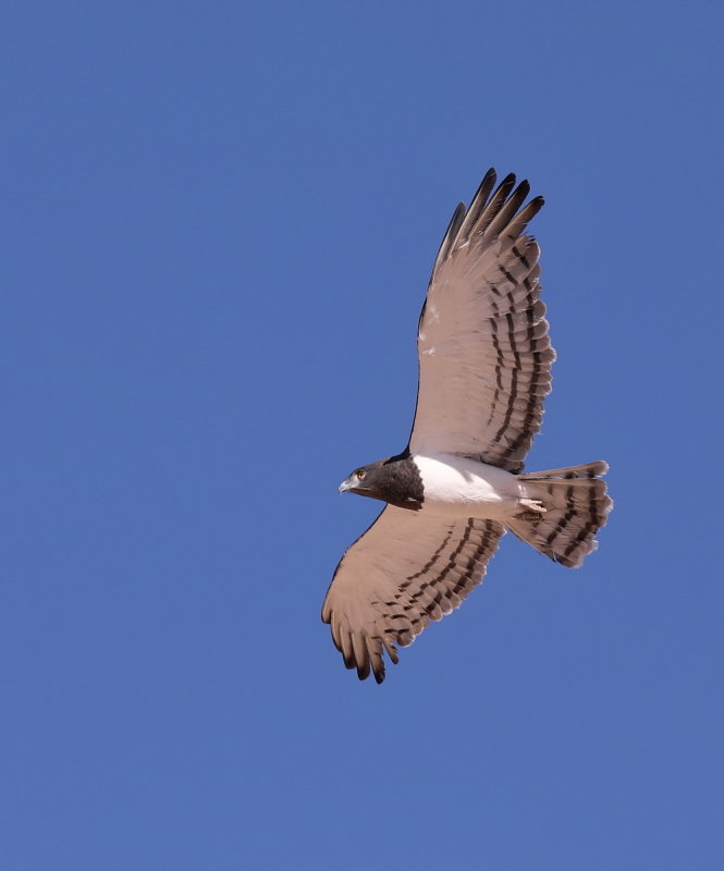 Black Chested Snake Eagle