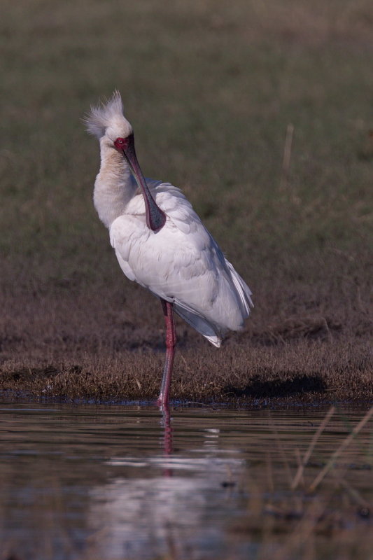 African Spoonbill