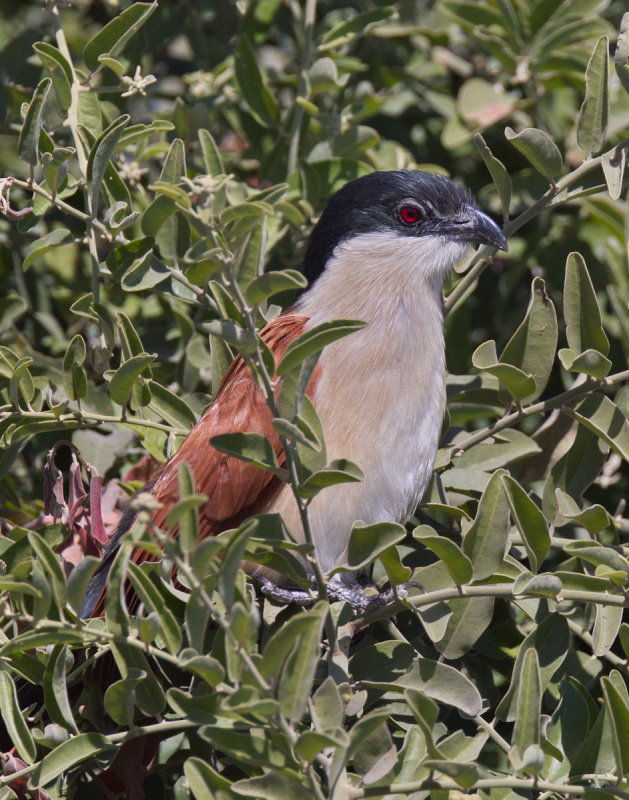 Coppery Tailed Coucal