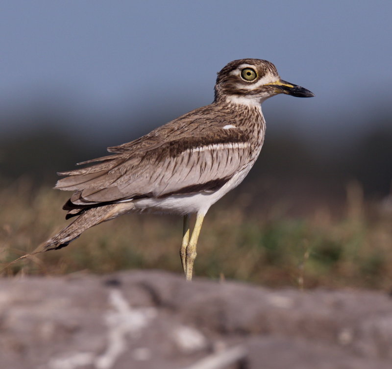 Water Thick-Knee