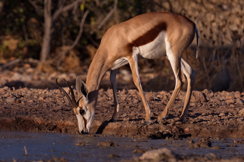 Springbok at the Waterhole