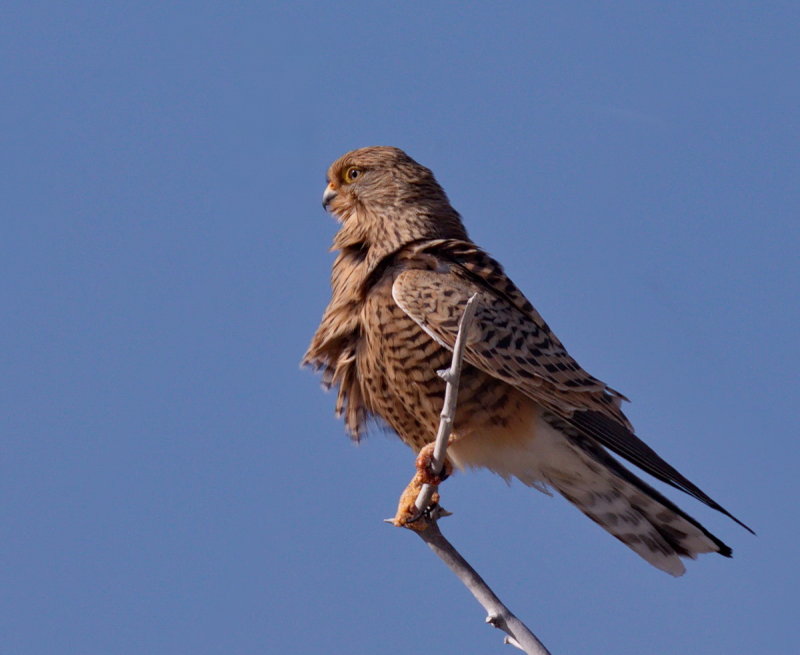Greater Kestrel