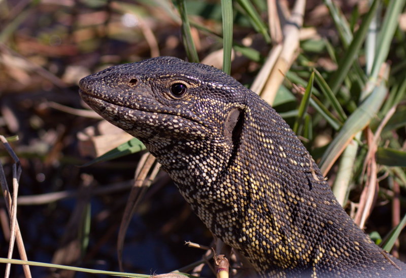 Water Monitor
