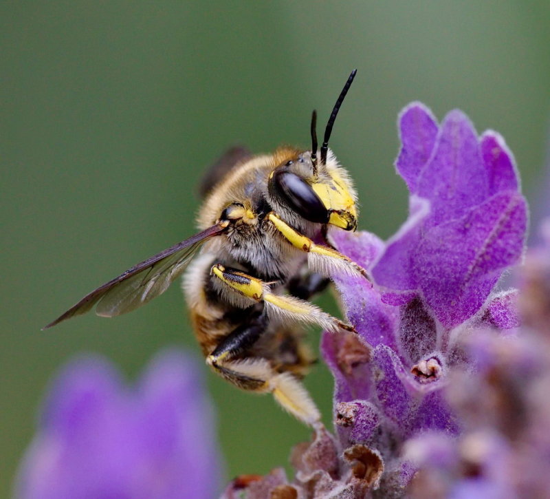 Wool Carder Bee