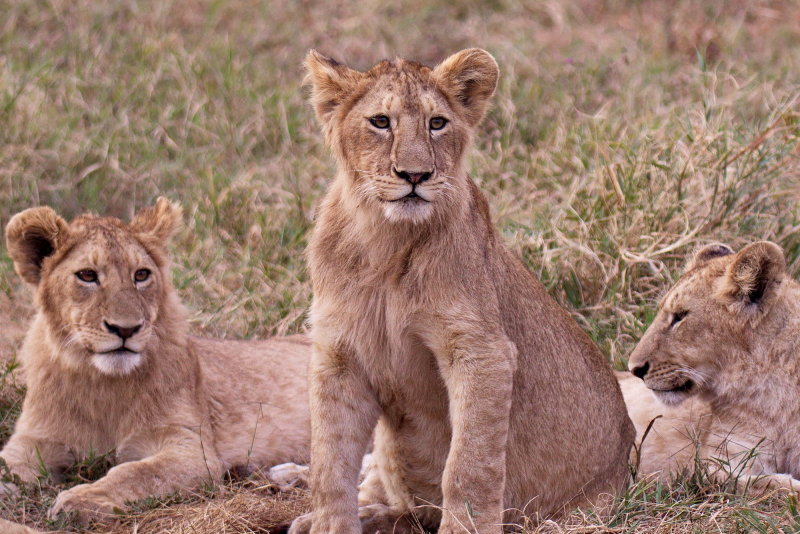 Young lions - cute at this age!