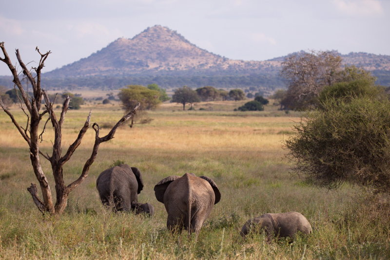 Tarangire National Park - Lots of Elephants