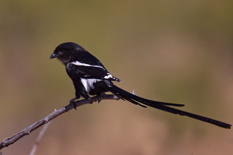 Magpie Shrike - Looong Tail!