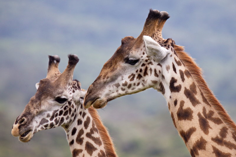 Male Giraffes