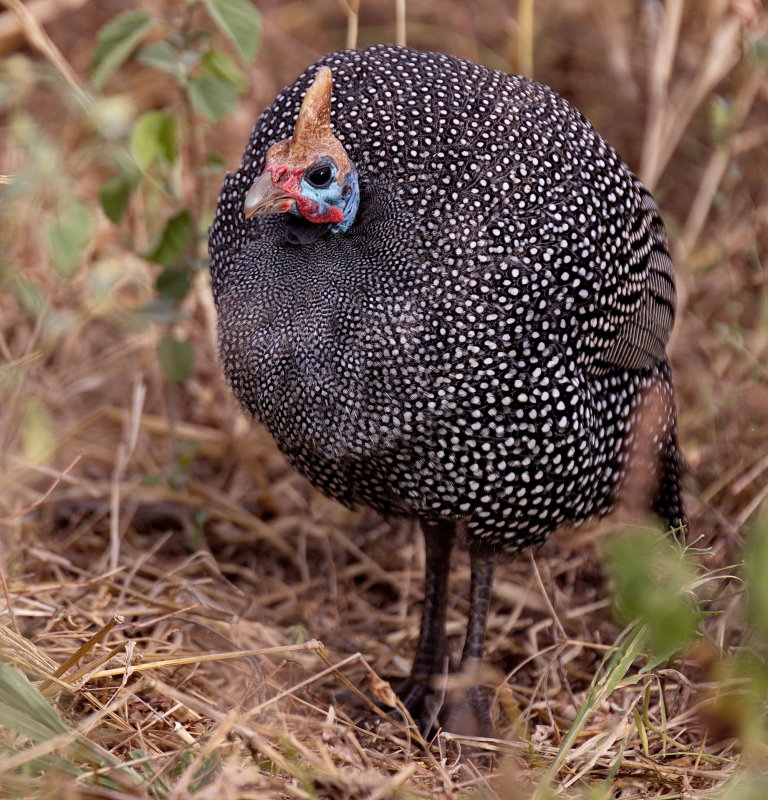 Guinea Fowl
