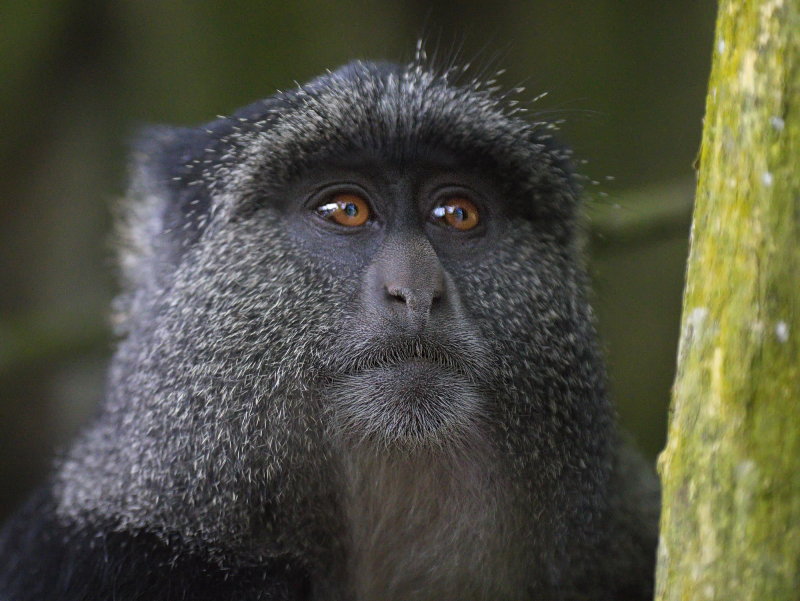 Blue Monkey