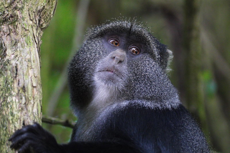 Blue Monkey