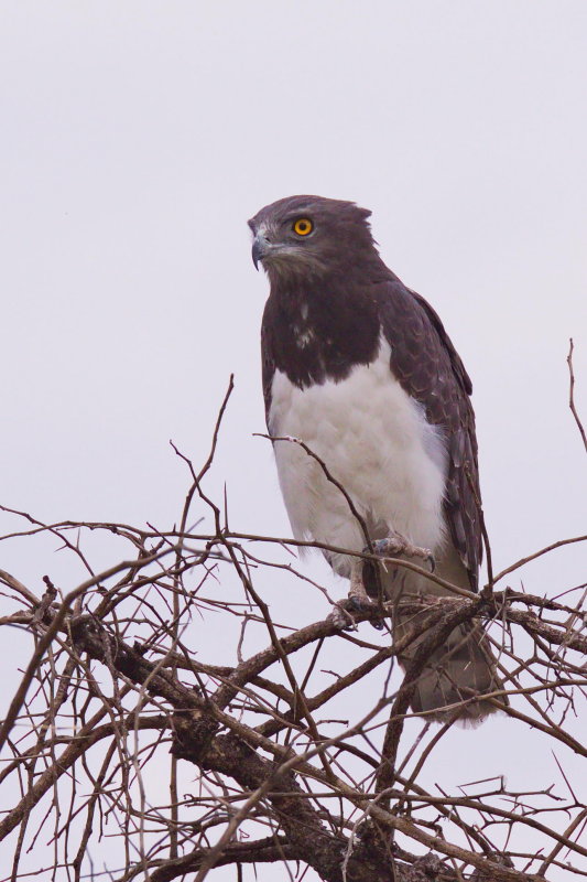 Eagle