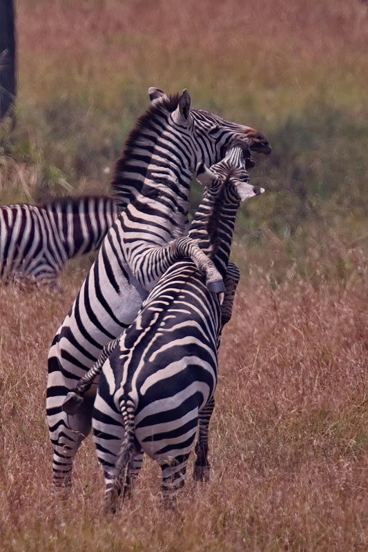 Zebras Fighting