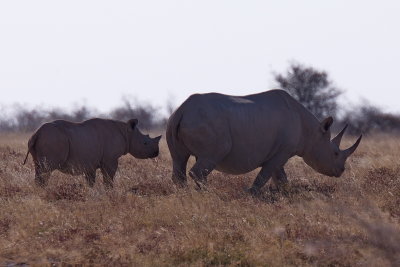 Rhino - Etosha National Park
