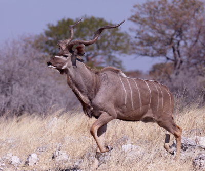 Male Kudu on the trot after his harem.