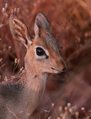 Dik dik