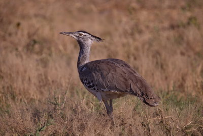 Kori Bustard