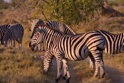 Zebras in the late afternoon sun