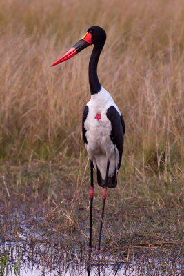 Saddle Billed Stork