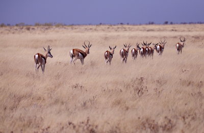 Springbok - Etosha 