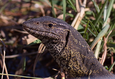 Water Monitor