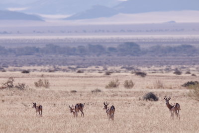 Springbok - Namibia