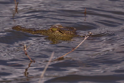 Young Nile Crocodile