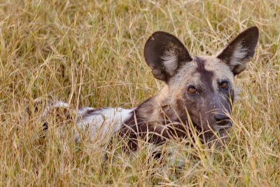 African Wild Dog (Painted Dog)