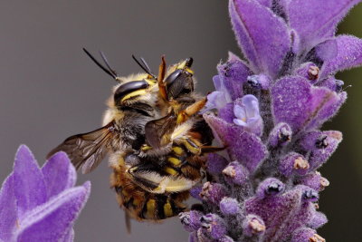 Wool Carder Bees Mating