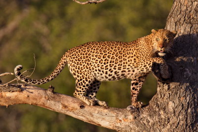 Leopard- Early morning in Kruger National Park